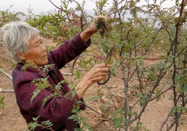 Cây xưa chỉ trồng lấy quả, nay ngắt lá đem bán cũng ra tiền- Ảnh 1.