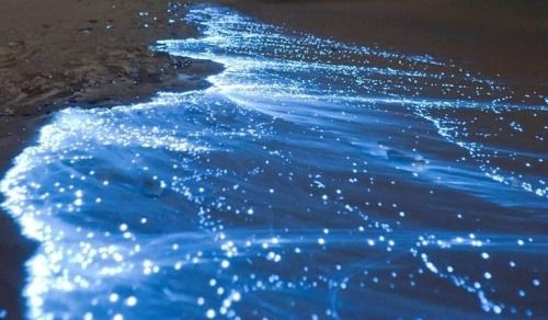 Bãi biển Hạ Long phát sáng kỳ ảo trong đêm, dân mạng phát sốt, du khách rủ nhau đi săn hiện tượng lạ- Ảnh 9.