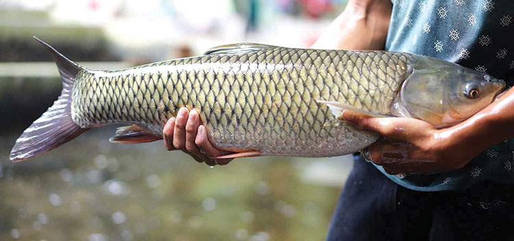 Cá trắm, cá rô, cá chép - loại nào ngon nhất trong tháng 5? Mẹ tôi đi chợ 30 năm mách ngay câu trả lời- Ảnh 1.