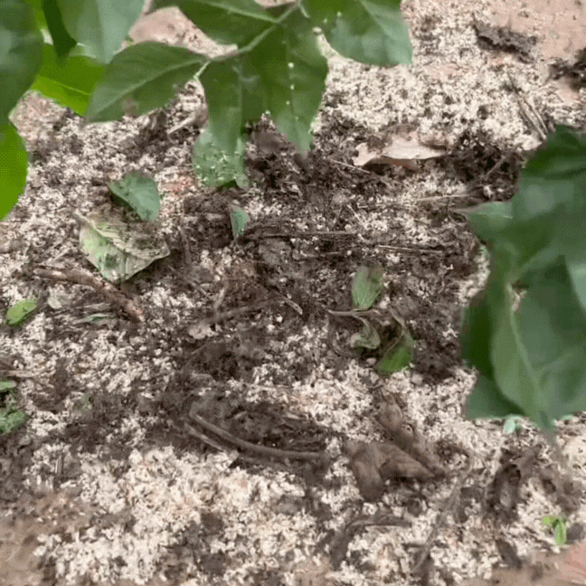 Thức quà rừng Đông Bắc mỗi năm chỉ có một mùa: Người e dè, người nghiện tới mức... dị ứng cũng không bỏ được!- Ảnh 3.