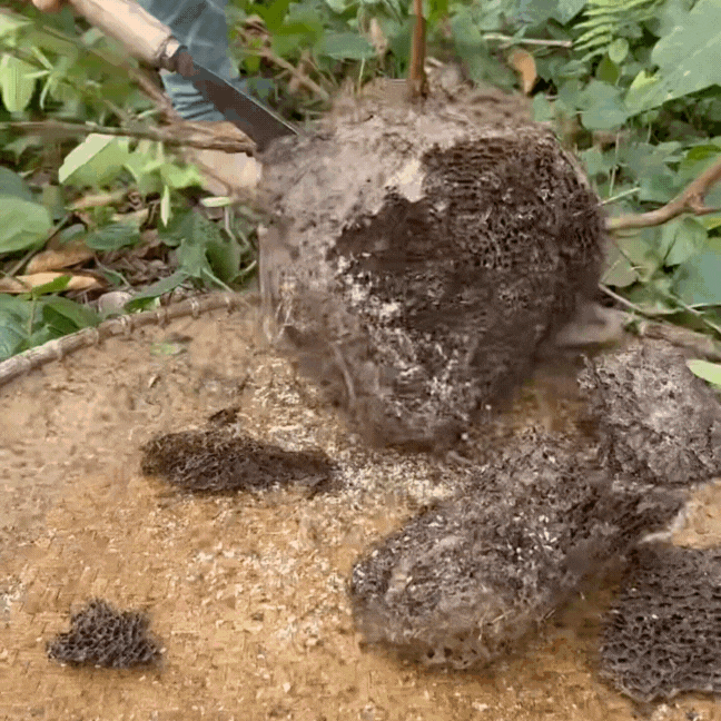 Thức quà rừng Đông Bắc mỗi năm chỉ có một mùa: Người e dè, người nghiện tới mức... dị ứng cũng không bỏ được!- Ảnh 1.