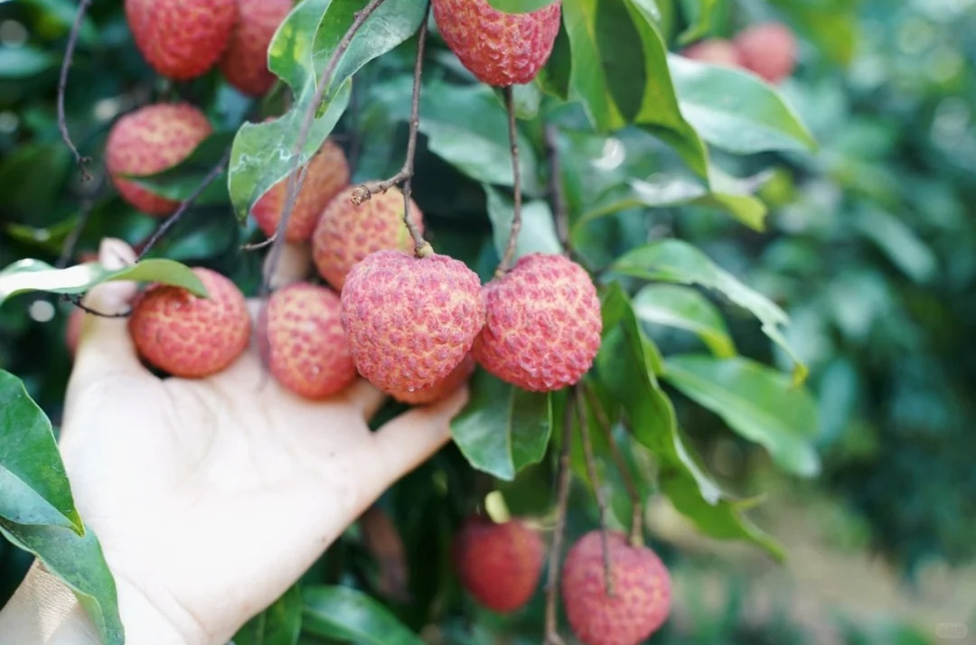 Mùa vải đến rồi, nhưng đừng vội mua nếu gặp 4 kiểu này - ai mua là tiếc đứt ruột!- Ảnh 3. Mùa vải đến rồi, nhưng đừng vội mua nếu gặp 4 kiểu này - ai mua là tiếc đứt ruột!- Ảnh 3.