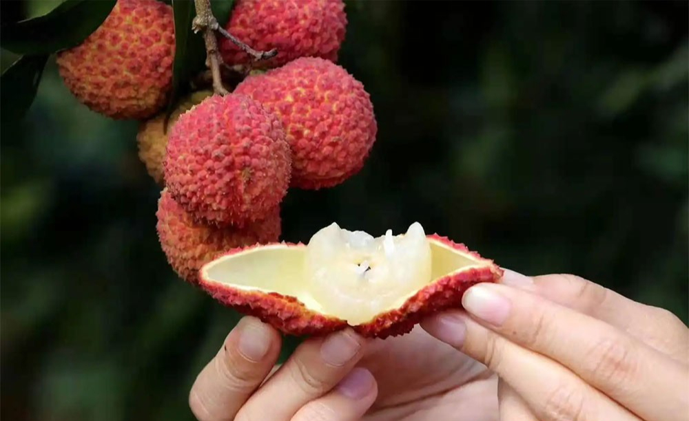 Mùa vải đến rồi, nhưng đừng vội mua nếu gặp 4 kiểu này - ai mua là tiếc đứt ruột!- Ảnh 5. Mùa vải đến rồi, nhưng đừng vội mua nếu gặp 4 kiểu này - ai mua là tiếc đứt ruột!- Ảnh 5.