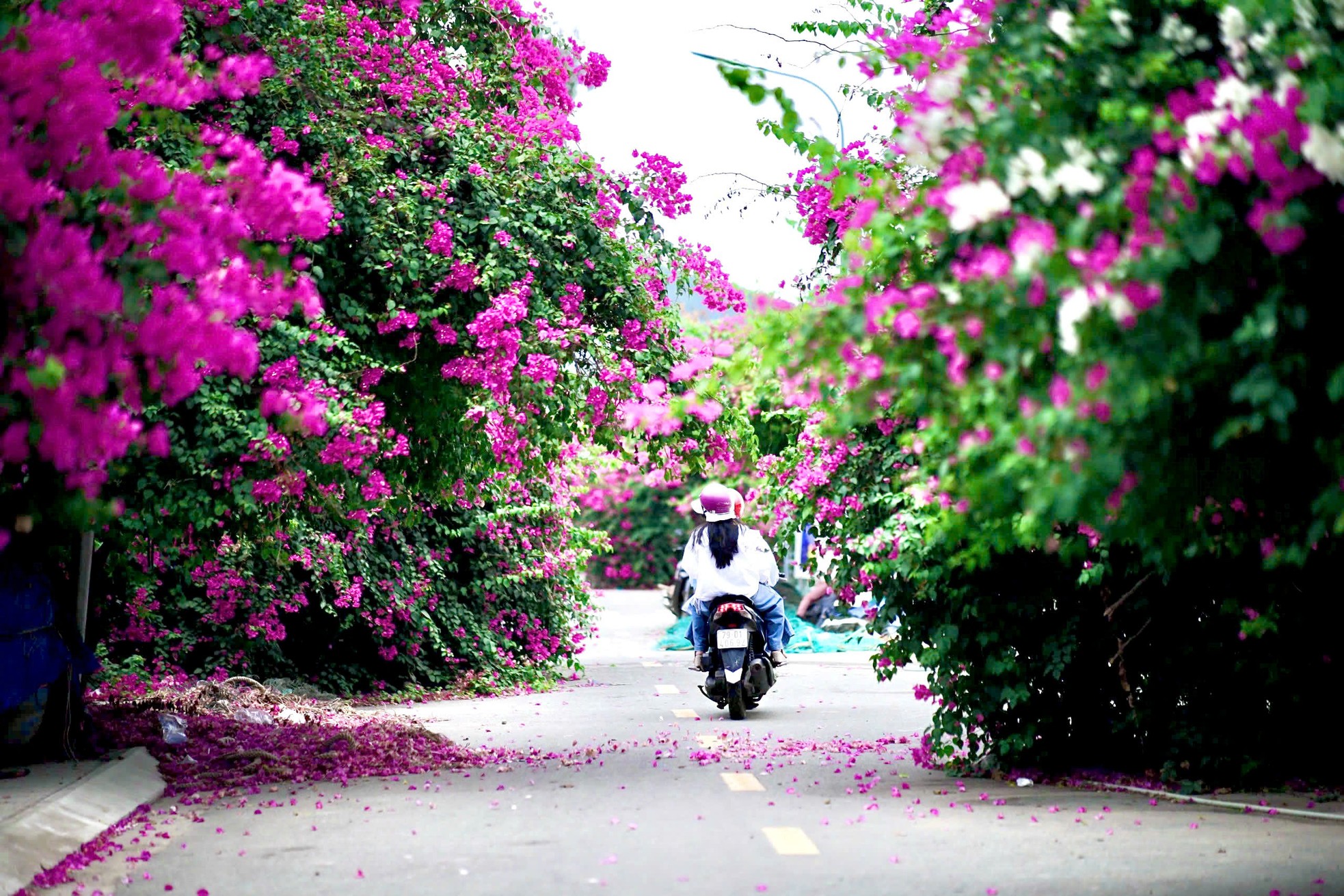 Du khách thích mê đường hoa giấy rực rỡ ở Nha Trang- Ảnh 1.