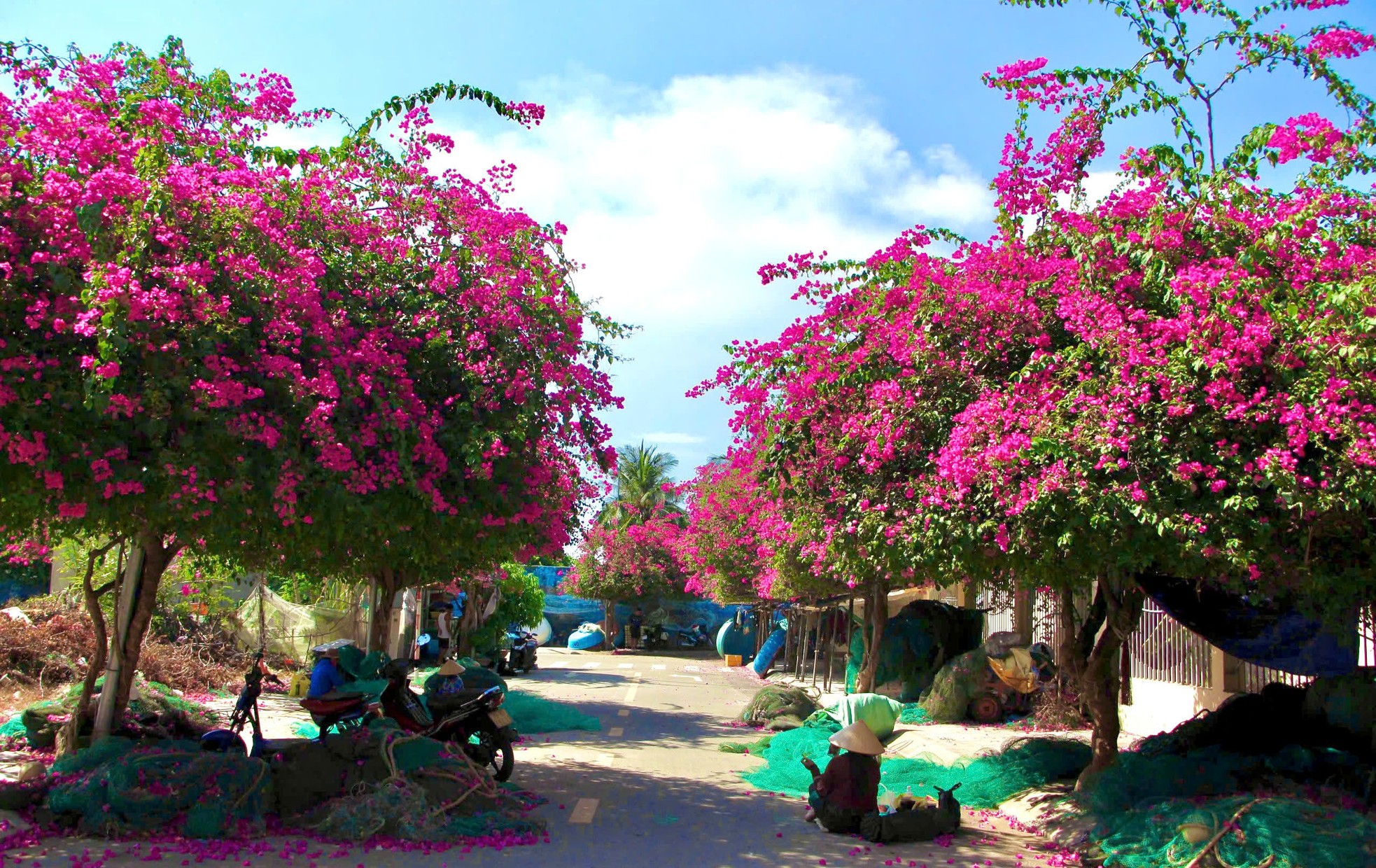 Du khách thích mê đường hoa giấy rực rỡ ở Nha Trang- Ảnh 2.