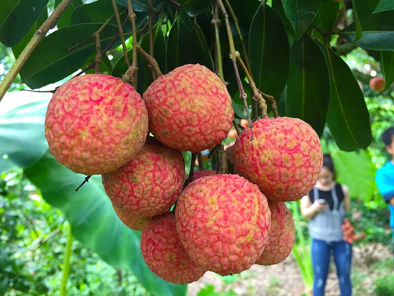 Mùa vải đến rồi, nhưng đừng vội mua nếu gặp 4 kiểu này - ai mua là tiếc đứt ruột!- Ảnh 6. Mùa vải đến rồi, nhưng đừng vội mua nếu gặp 4 kiểu này - ai mua là tiếc đứt ruột!- Ảnh 6.