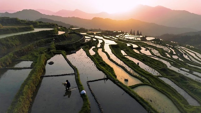 Biến đổi khí hậu có thể làm tăng thạch tín trong gạo- Ảnh 2.