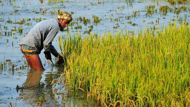 Biến đổi khí hậu có thể làm tăng thạch tín trong gạo- Ảnh 3.