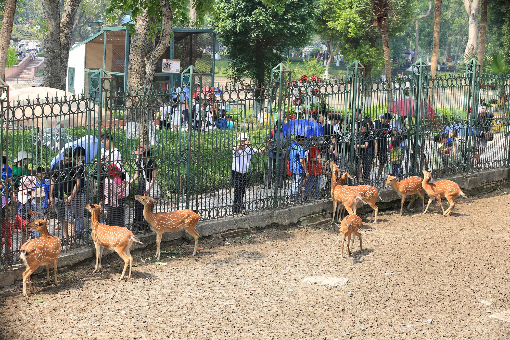 Vườn thú Hà Nội đông nghịt người đến tham quan trong ngày thứ 3 của kỳ nghỉ lễ 30/4 - 1/5- Ảnh 4.