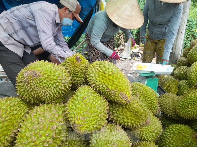 Sầu riêng 'rẻ như bèo' bán đầy đường- Ảnh 5.