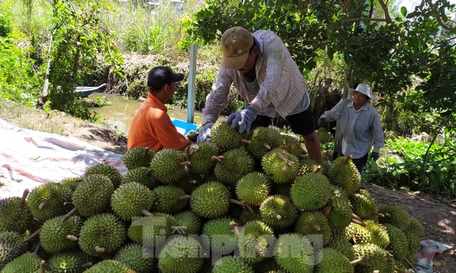 Sầu riêng 'rẻ như bèo' bán đầy đường- Ảnh 10.