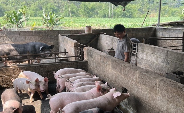 Thành phố Cao Bằng tiêu hủy gần 3 tấn lợn mắc dịch tả lợn châu Phi- Ảnh 1.