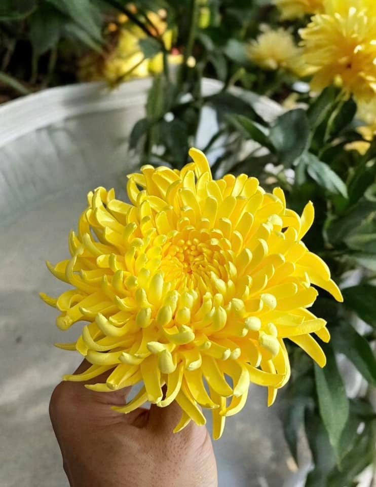 Chàng trai TP.HCM làm hoa bằng kem "thật còn hơn cả hoa thật"- Ảnh 17.