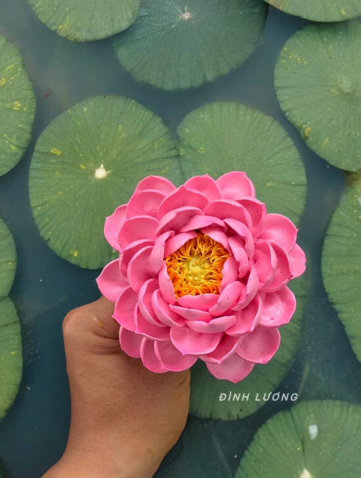 Chàng trai TP.HCM làm hoa bằng kem "thật còn hơn cả hoa thật"- Ảnh 21.