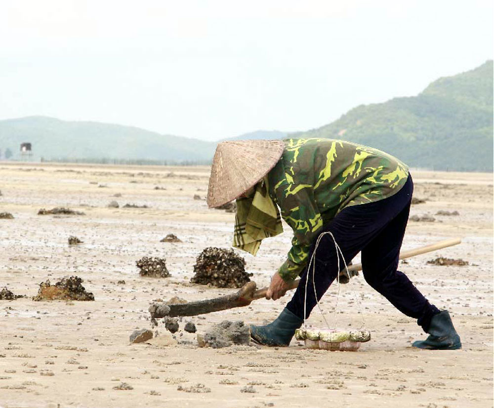 Loài giun biển từng nghĩ đến đã sợ nay lột xác thành 'mì chính của nhà giàu', giá lên đến 10 triệu đồng/kg- Ảnh 2.