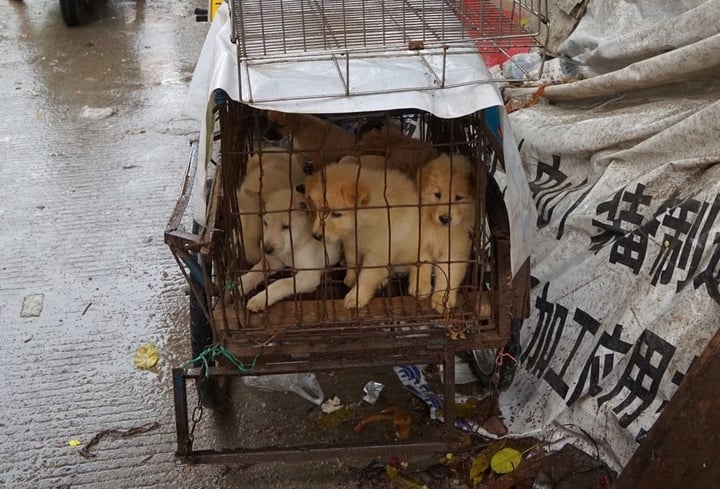 Người phụ nữ đạo đức giả chuyên nhận nuôi chó bị bỏ rơi rồi đem giết thịt- Ảnh 2.