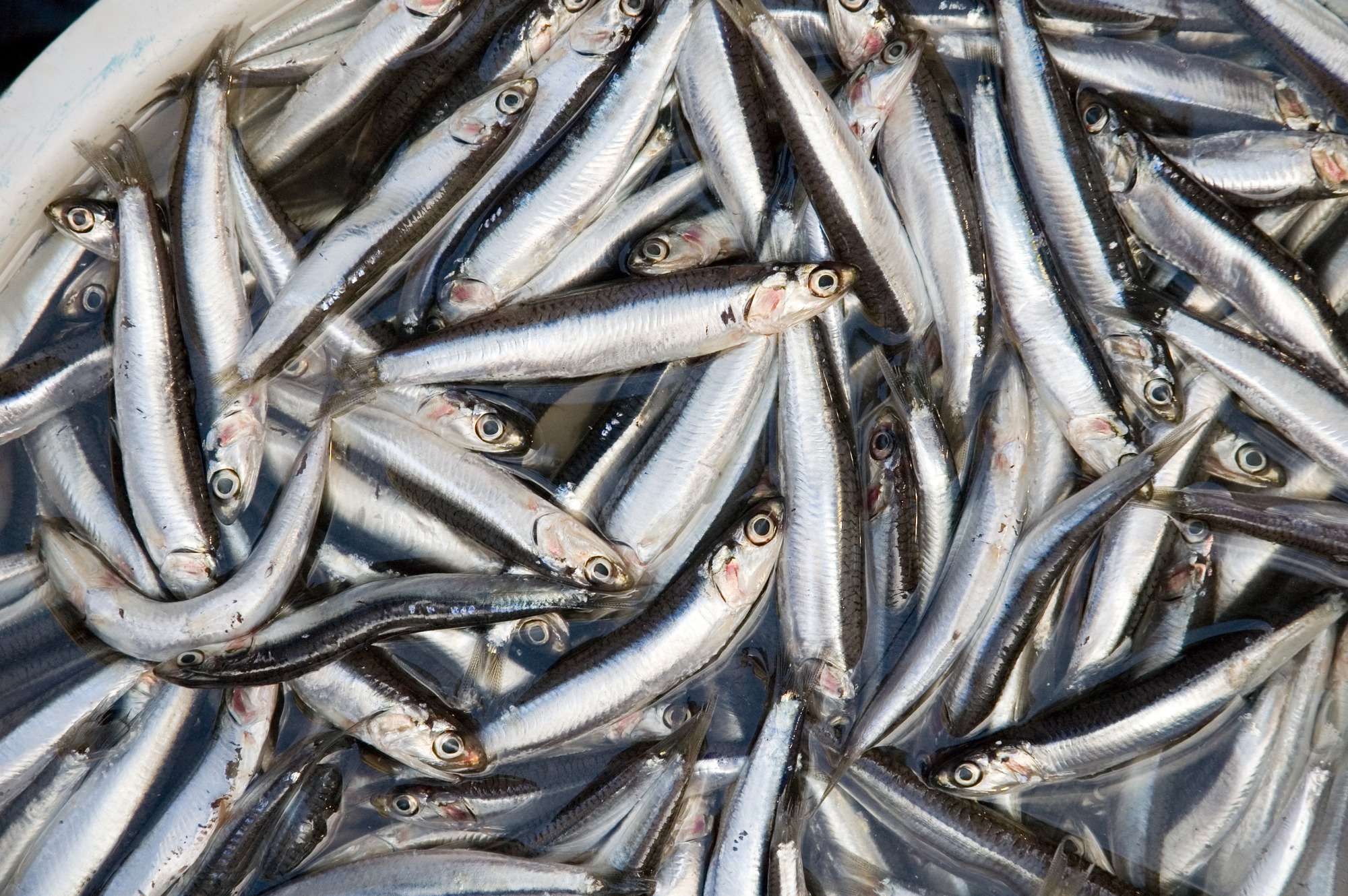 Loại cá dân dã 30.000 đồng/kg có canxi cao gấp 25 lần cá hồi, xưa làm mắm - nay lên bàn tiệc sang!- Ảnh 1.