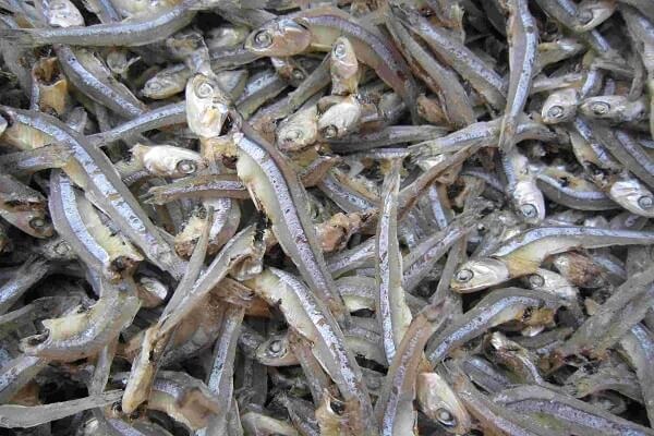 Loại cá dân dã 30.000 đồng/kg có canxi cao gấp 25 lần cá hồi, xưa làm mắm - nay lên bàn tiệc sang!- Ảnh 3.