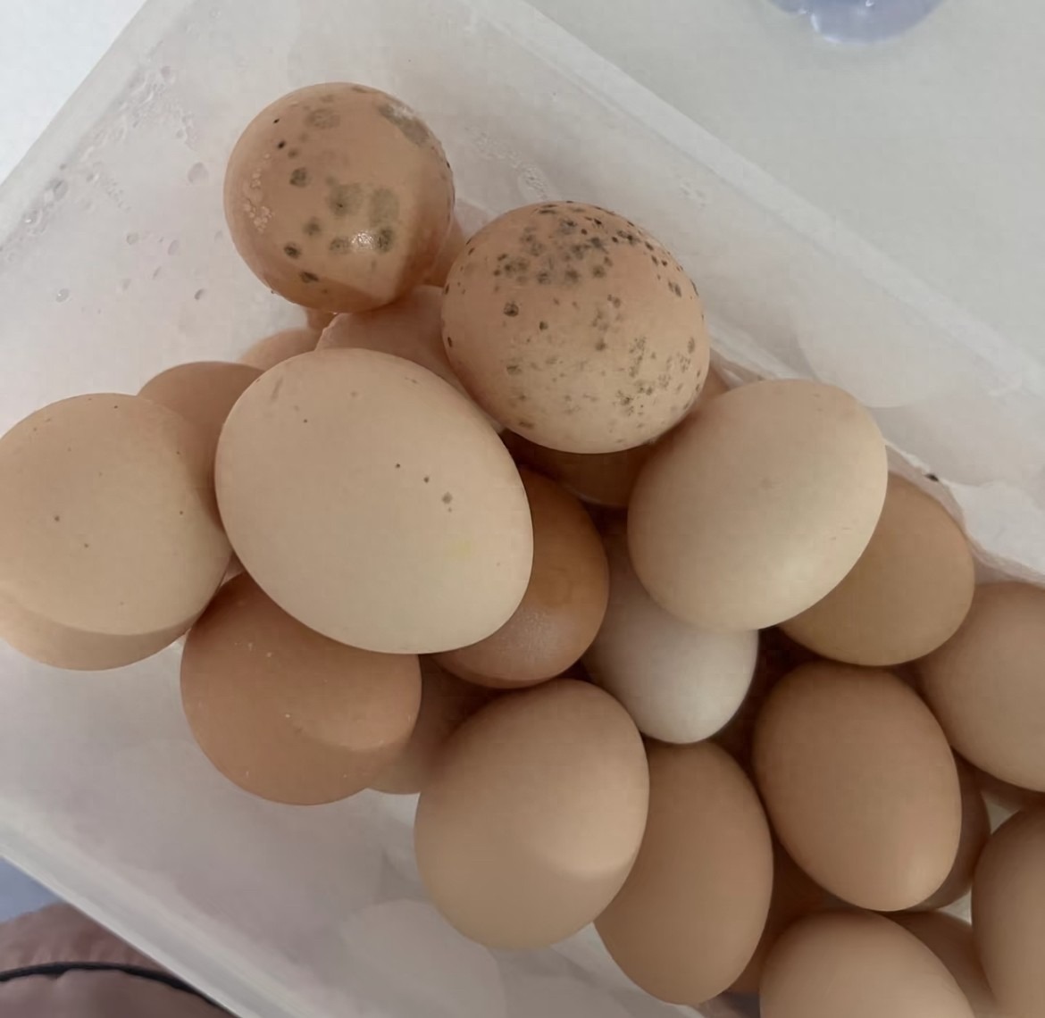 Có 2 loại trứng trong 