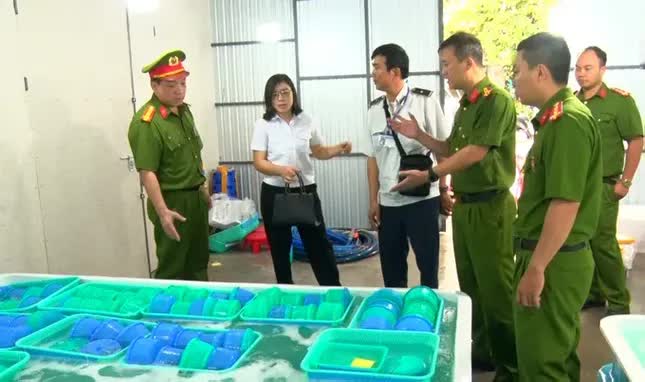 Khánh Hòa tiêu hủy 850.000 con tôm hùm giống nhập lậu, trị giá 34 tỷ đồng- Ảnh 1. Khánh Hòa tiêu hủy 850.000 con tôm hùm giống nhập lậu, trị giá 34 tỷ đồng- Ảnh 1.