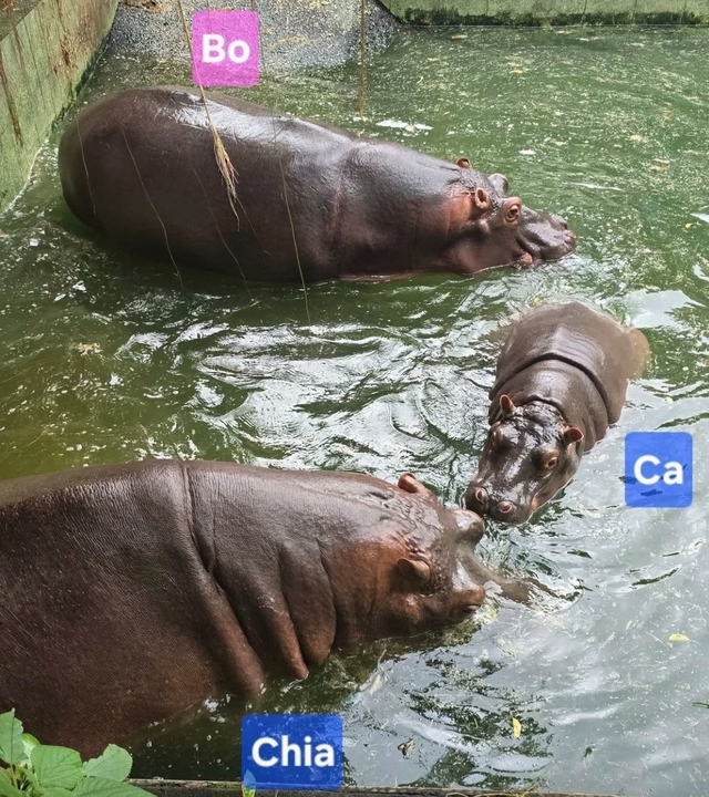 "Cụ" hà mã Chia của Thảo Cầm Viên qua đời, dân tình tiếc nuối nói lời tạm biệt- Ảnh 3.