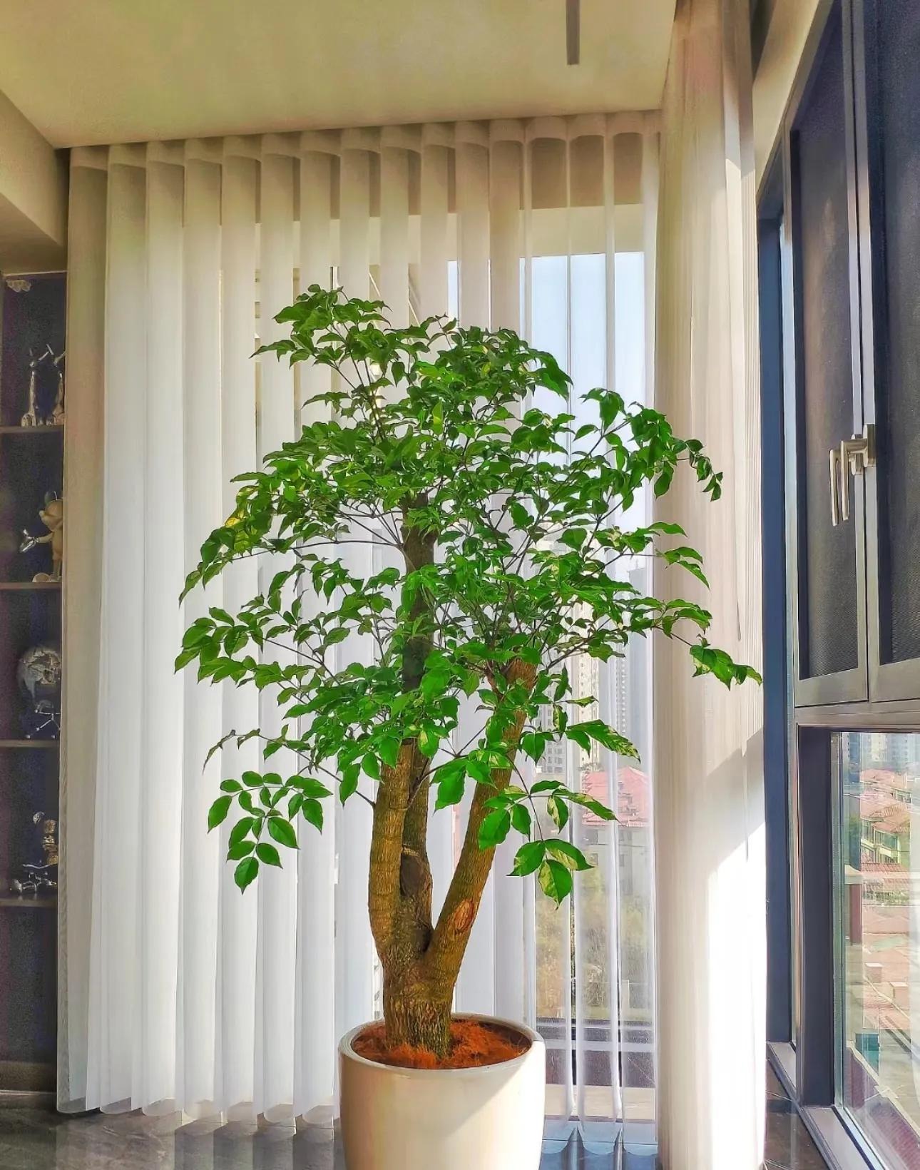5 loài cây 