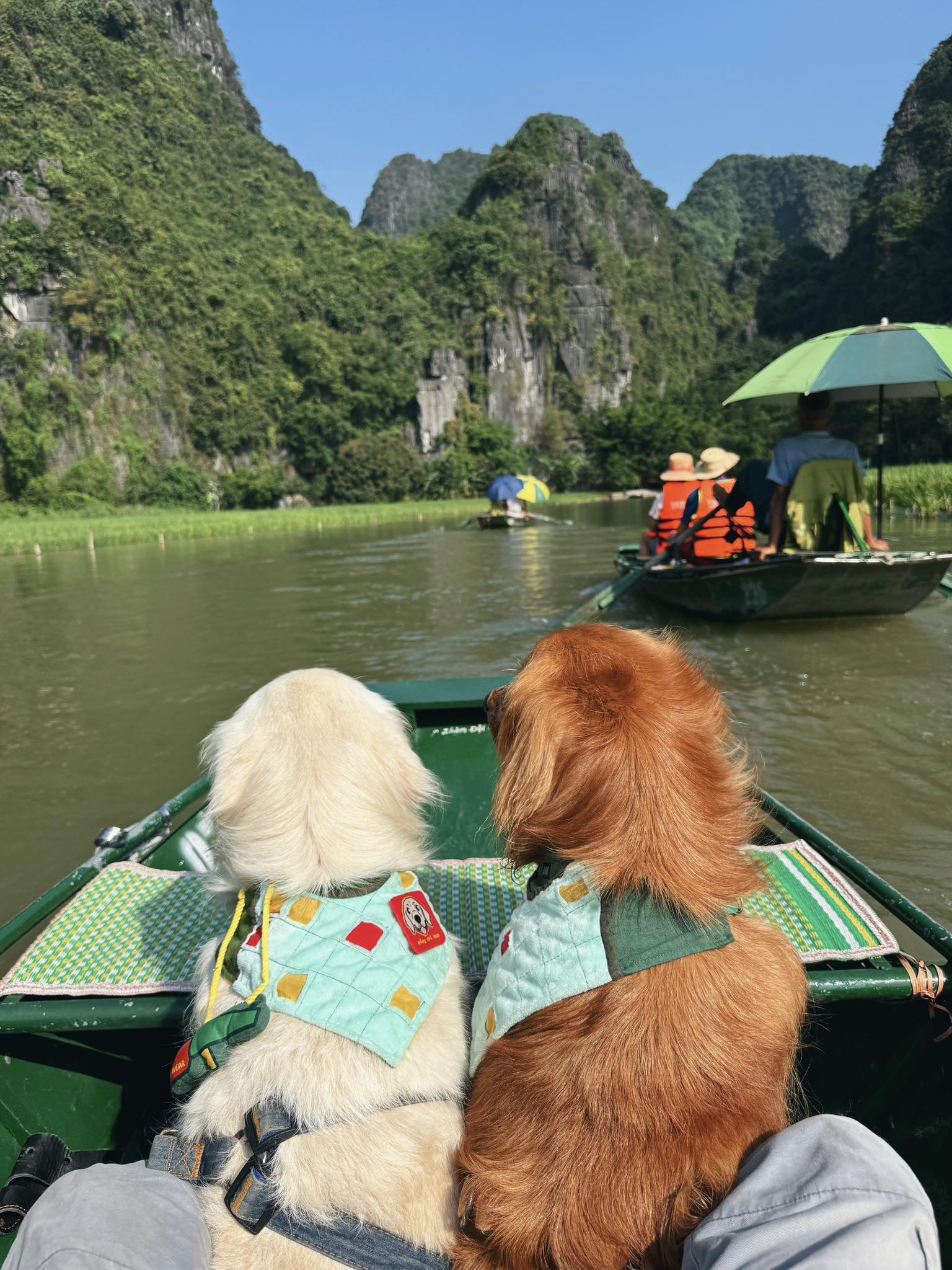 Chàng trai đi du lịch xuyên Việt cùng 2 chú chó: Đến đâu "off-fan" đến đó, vui thì hết nấc nhưng cũng có... nỗi niềm khó tả mà các "sen" cần biết- Ảnh 10.