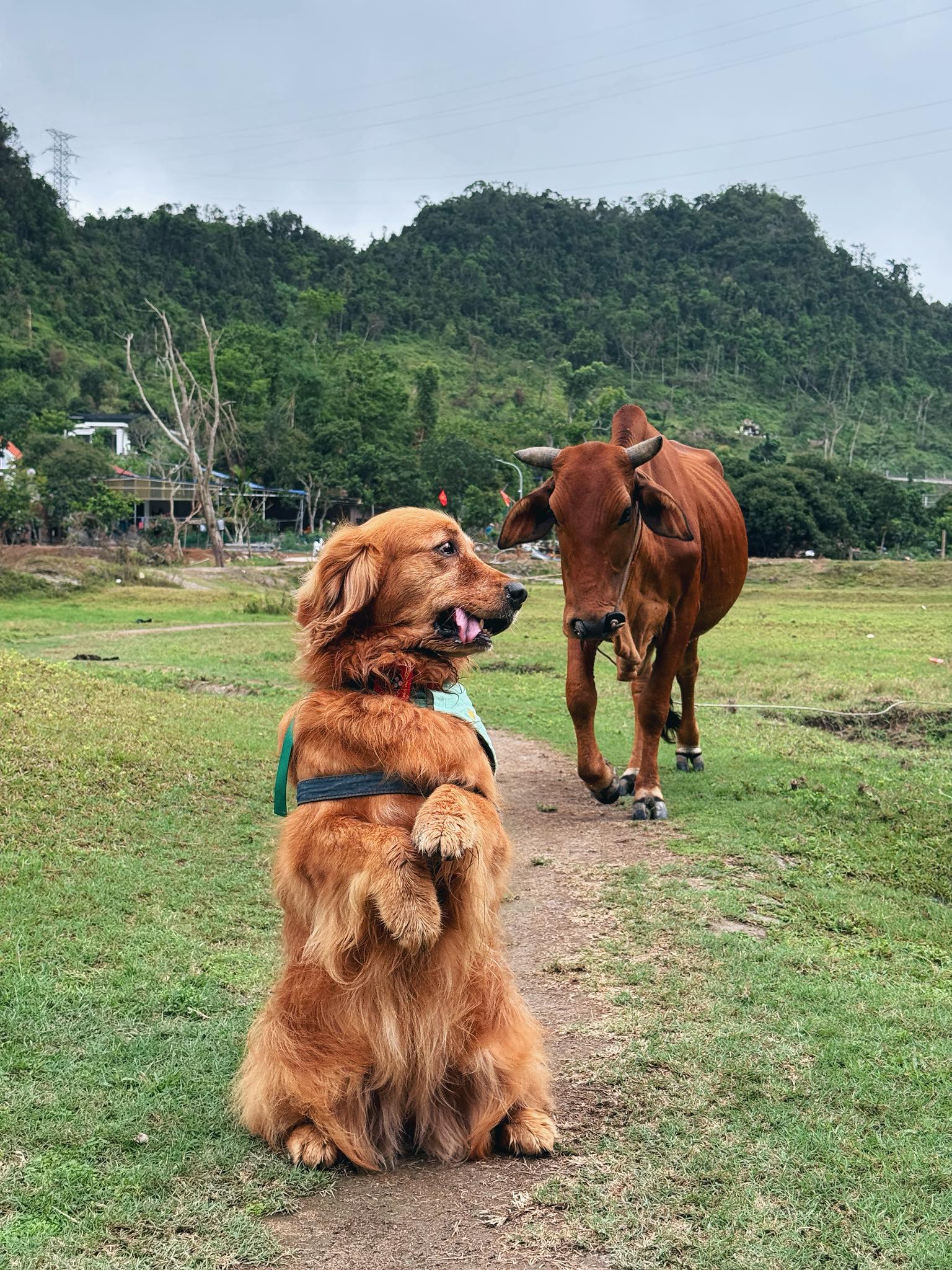 Chàng trai đi du lịch xuyên Việt cùng 2 chú chó: Đến đâu "off-fan" đến đó, vui thì hết nấc nhưng cũng có... nỗi niềm khó tả mà các "sen" cần biết- Ảnh 22.