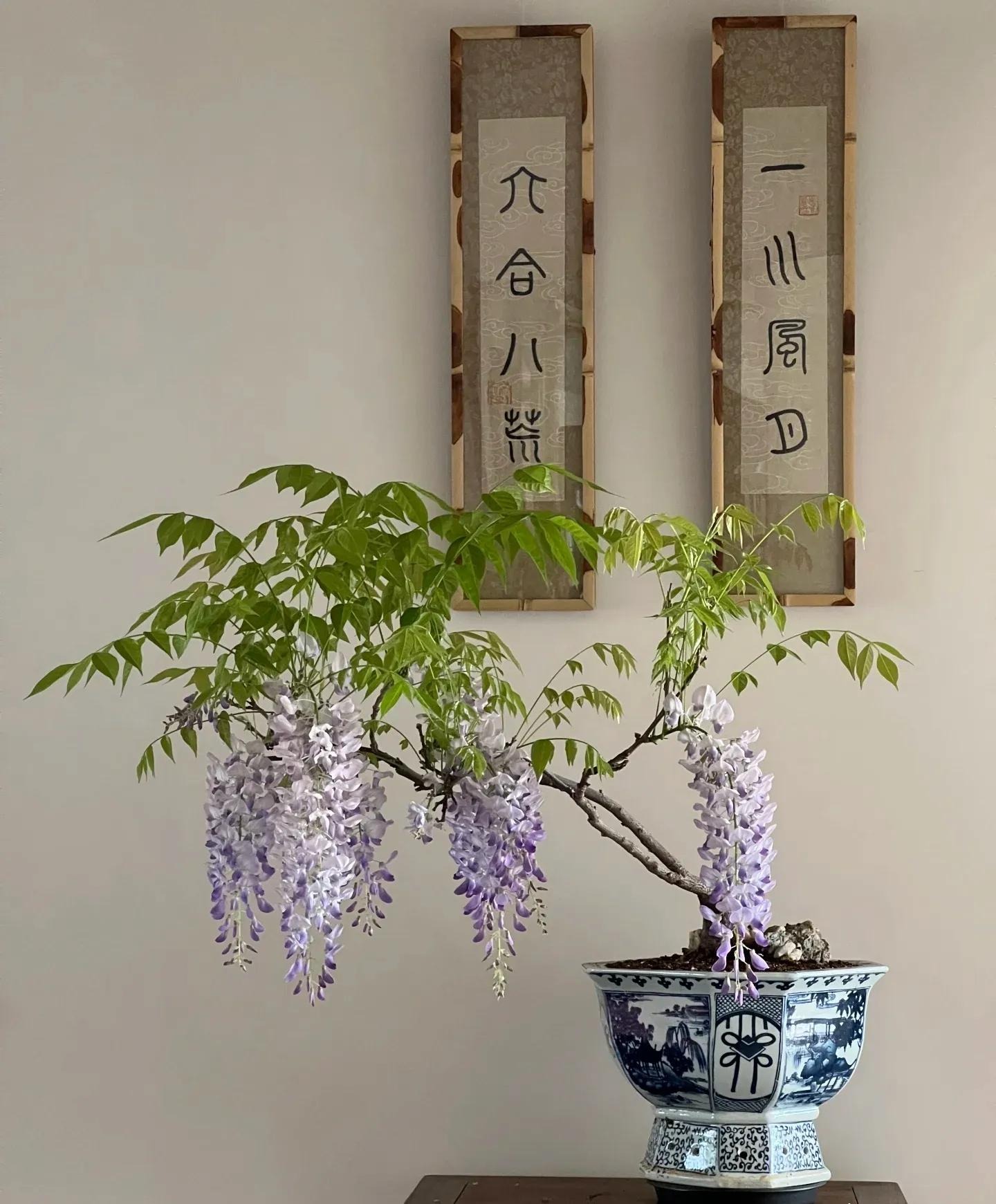 5 loài cây 
