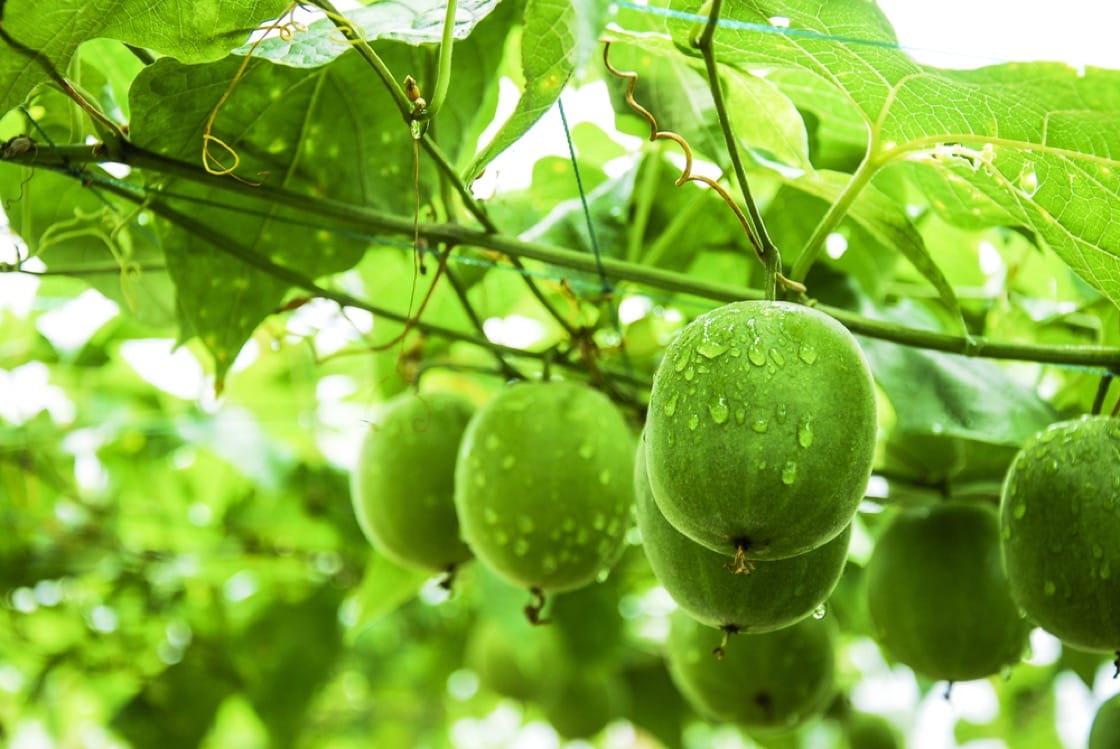 Việt Nam có loại quả kỳ lạ, ngọt gấp 300 lần đường mía nhưng không gây tăng đường huyết, ngừa cả ung thư- Ảnh 2. Việt Nam có loại quả kỳ lạ, ngọt gấp 300 lần đường mía nhưng không gây tăng đường huyết, ngừa cả ung thư- Ảnh 2.