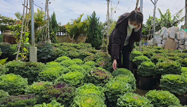 Việt Nam có loại rau giàu canxi gấp đôi sữa, chuyên gia Mỹ khen là Việt Nam có loại rau giàu canxi gấp đôi sữa, chuyên gia Mỹ khen là