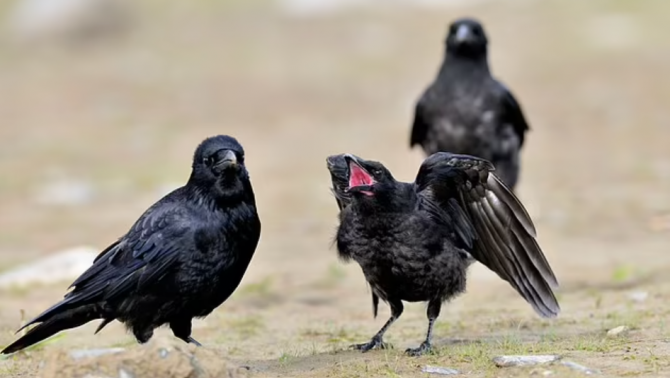 C&acirc;u đố: Chim g&igrave; KH&Ocirc;N nhất? Biết sự thật hẳn l&agrave; sốc lắm đấy!- Ảnh 1.