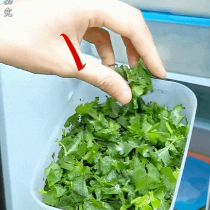 Bí quyết giữ rau thơm tươi lâu: Có nên trữ đông rau mùi (ngò rí)? Vì sao để tủ lạnh lại bị thâm đen?- Ảnh 1.
