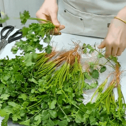 Bí quyết giữ rau thơm tươi lâu: Có nên trữ đông rau mùi (ngò rí)? Vì sao để tủ lạnh lại bị thâm đen?- Ảnh 4.