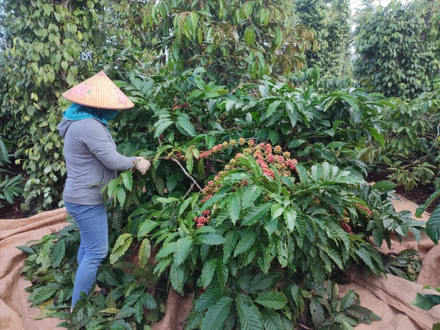 Loại hạt Việt Nam có giá cao kỷ lục, Đức, Mỹ, Nga chi trăm triệu đô "chốt đơn": Hóa ra có vô số lợi ích- Ảnh 2.