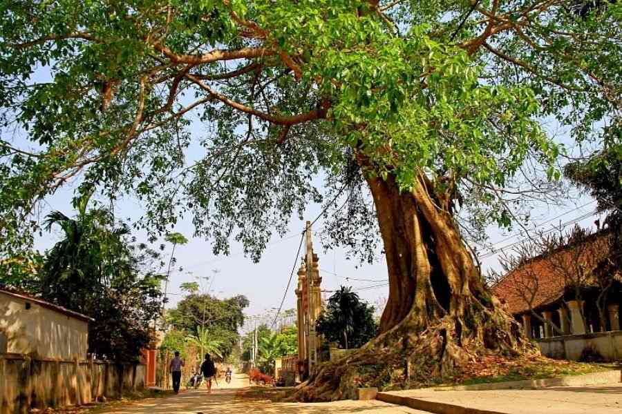 Phong thuỷ dặn kỹ: Trước cửa nhà tuyệt đối KHÔNG trồng 5 cây ác, cây càng xanh tốt người càng suy kiệt- Ảnh 3.