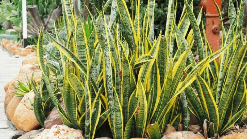 Cây lưỡi hổ có độc không?- Ảnh 1.