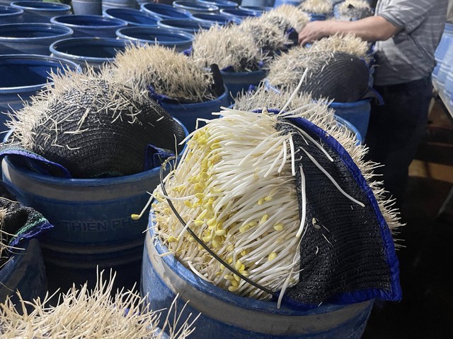 Lưu Văn Vẽ cấu kết với Tạ Văn Hải đưa 348 tấn gi&aacute; đỗ độc hại ra thị trường: Chất cấm n&agrave;o được sử dụng?- Ảnh 2.