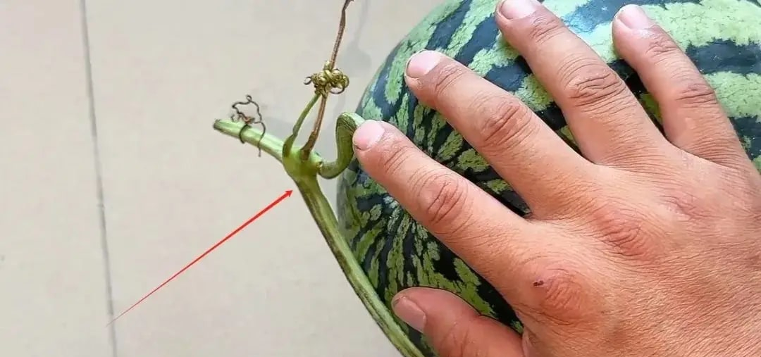 Không cất dưa hấu ăn thừa vào tủ lạnh, lão nông sành đời chỉ cách giữ 7 ngày vẫn tươi- Ảnh 5.