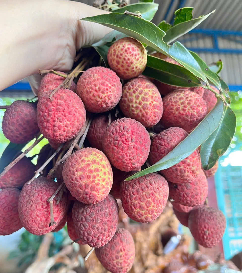 Vải thiều đầu vụ bán 60.000 đồng/kg- Ảnh 1.