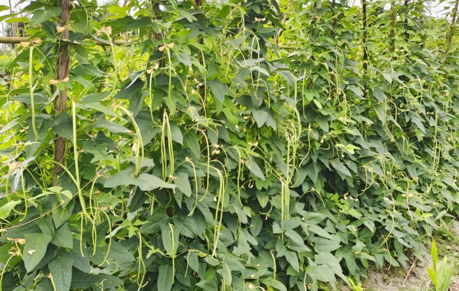 6 loại rau dễ 