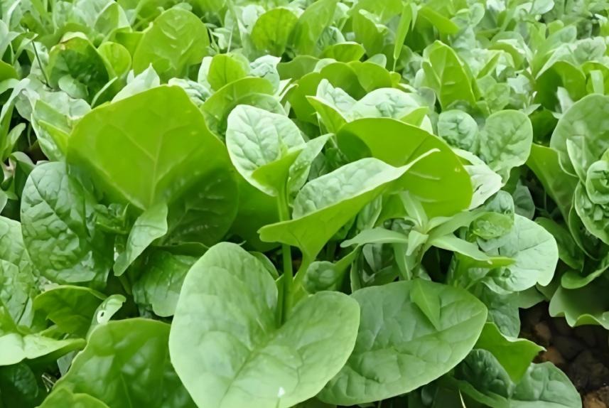 6 loại rau dễ 