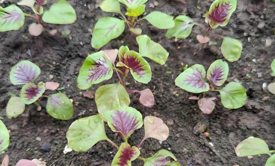 6 loại rau dễ 