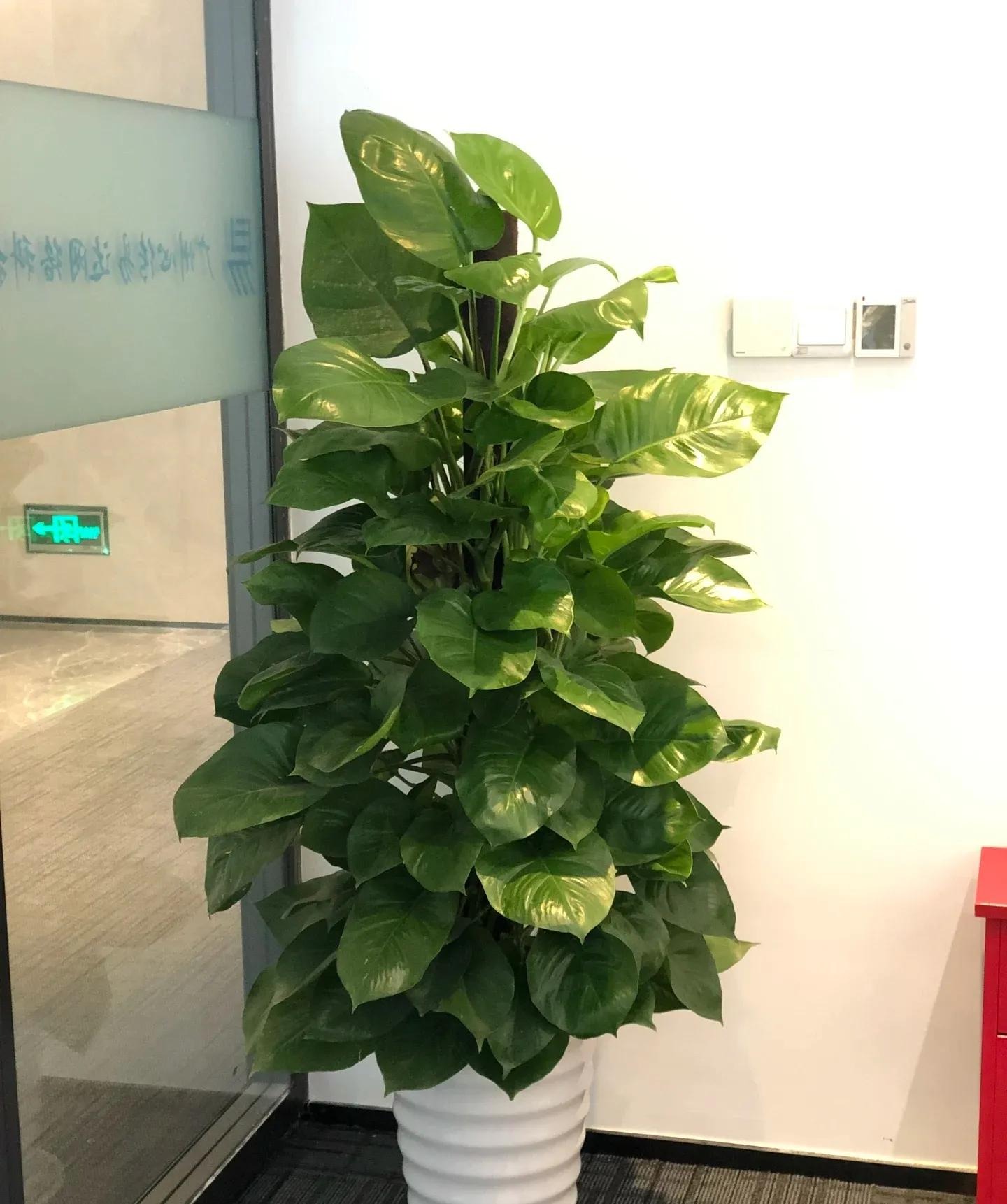 4 loại cây hoa càng nuôi càng 