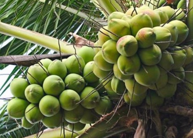 Loại quả bình dân của Việt Nam được Trung Quốc, Mỹ săn lùng, ví như "vàng xanh", Bến Tre trồng cực nhiều- Ảnh 1.