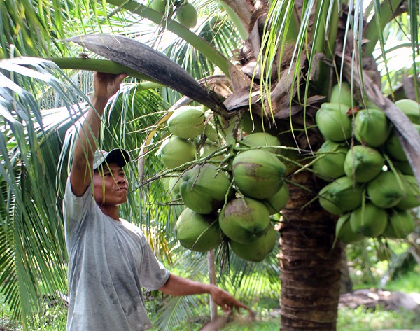 Loại quả bình dân của Việt Nam được Trung Quốc, Mỹ săn lùng, ví như "vàng xanh", Bến Tre trồng cực nhiều- Ảnh 2.