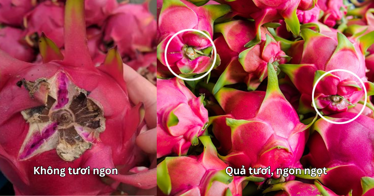 Chủ vườn thanh long tiết lộ: Muốn mua quả ngọt đậm, dày cùi chỉ cần liếc mắt nhìn 4 điểm- Ảnh 2.