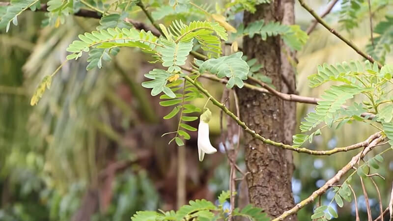 Thấy cây đẹp mang về trồng, bất ngờ phát hiện là ‘kho báu’ cho gan, tiêu hóa- Ảnh 1. Thấy cây đẹp mang về trồng, bất ngờ phát hiện là ‘kho báu’ cho gan, tiêu hóa- Ảnh 1.