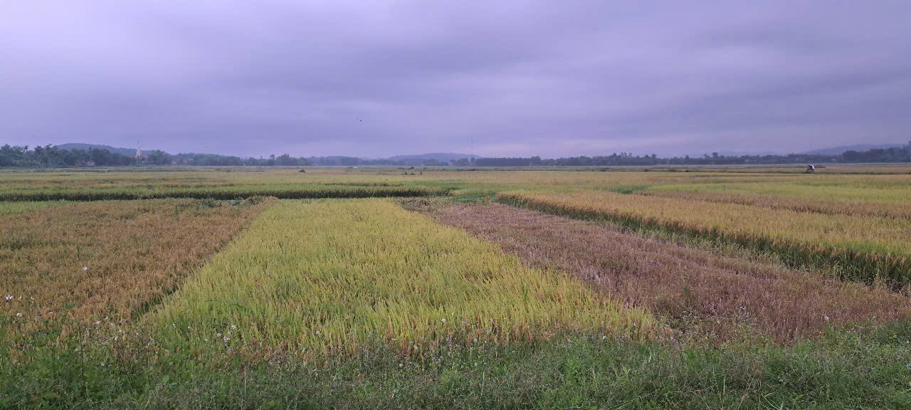Hà Tĩnh: Người đàn ông bị sét đánh tử vong khi đang thu hoạch lúa trên đồng- Ảnh 1.