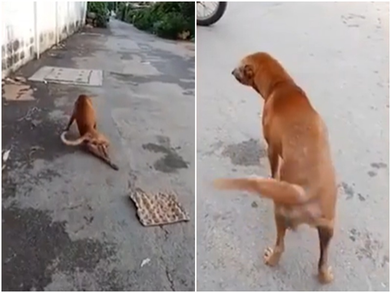 Pha "lật lọng" của chú chó xứng đáng được đề cử Oscar!- Ảnh 3.
